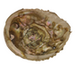 Abalone Shell - Approx 13cm