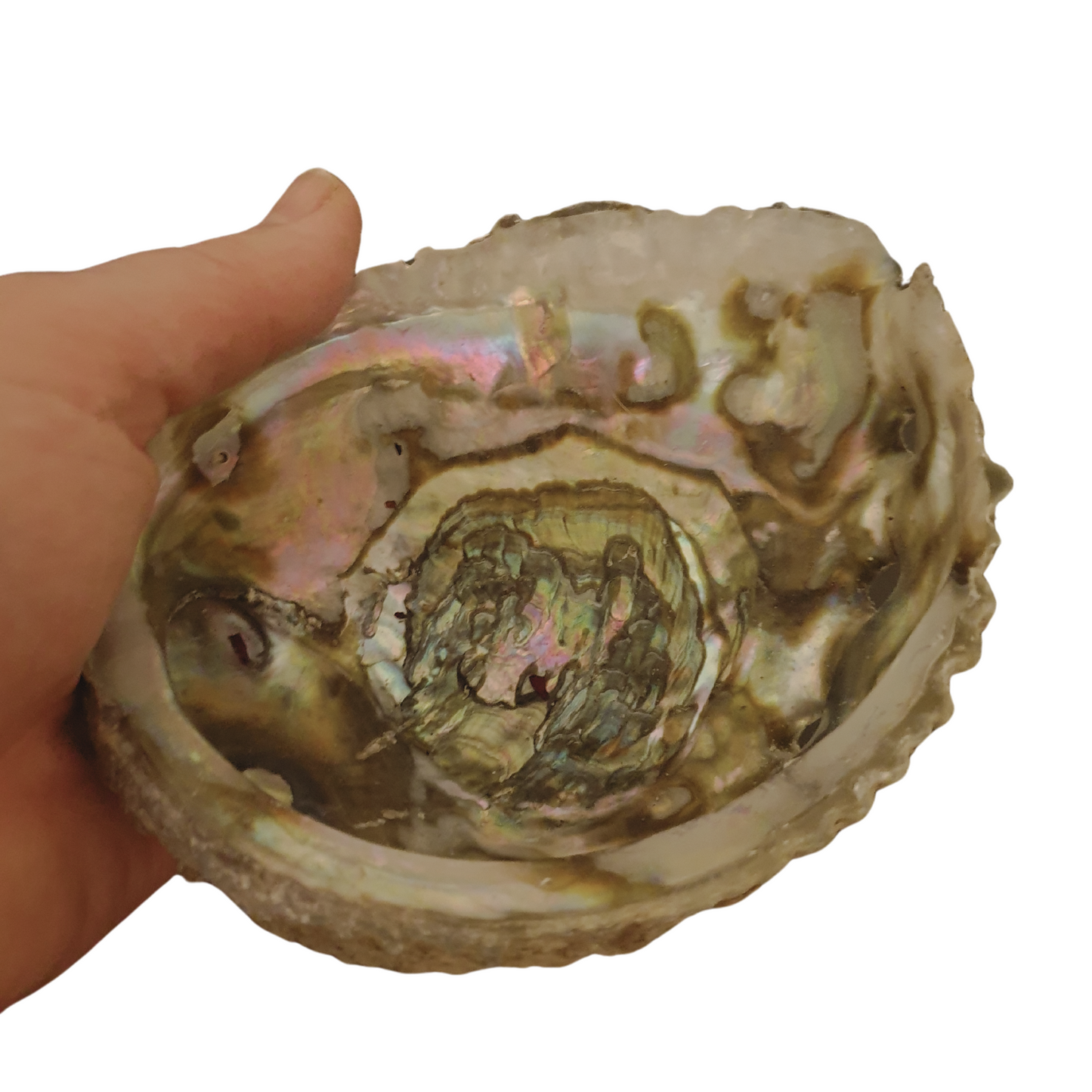 Abalone Shell - Approx 13cm