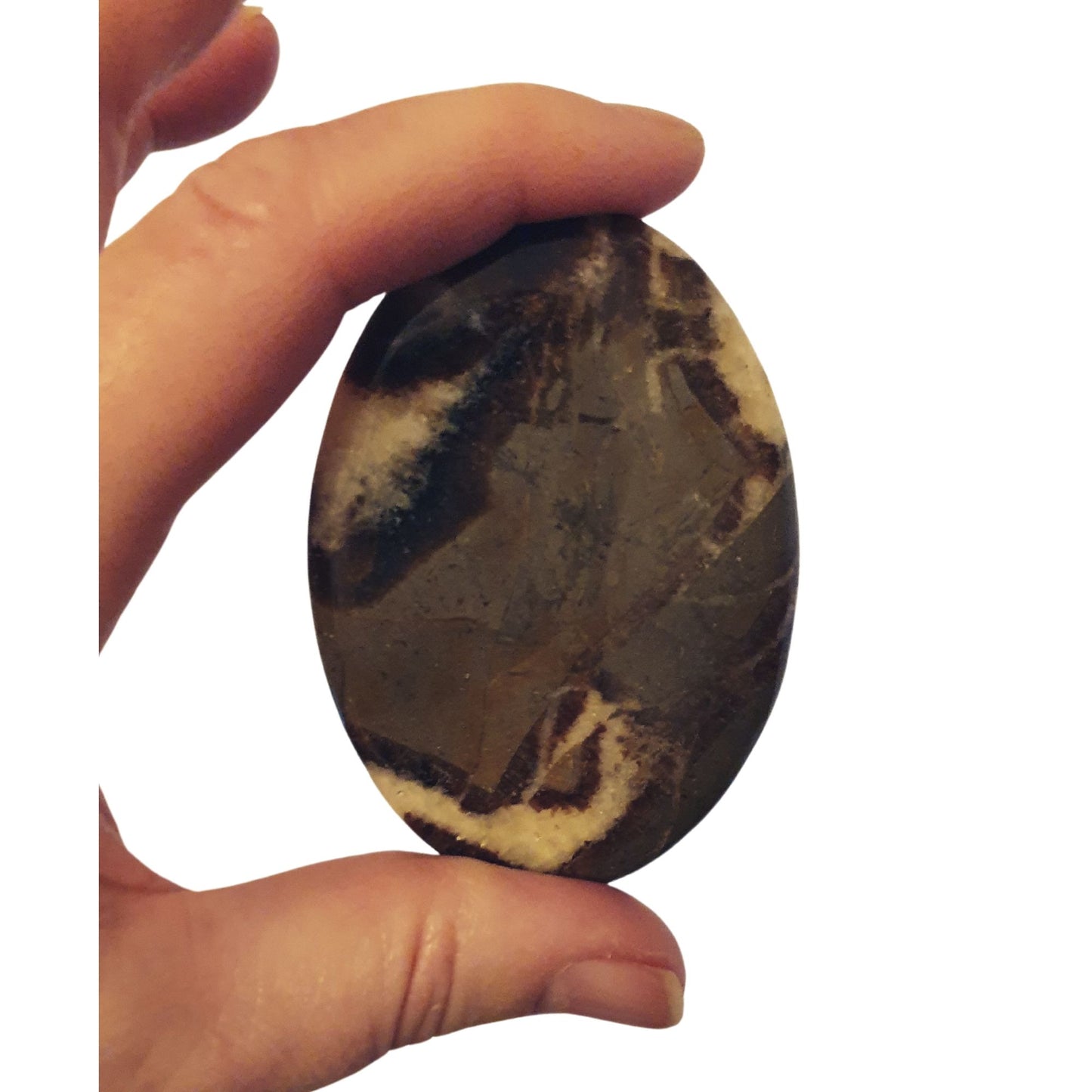 Septarian Palmstone